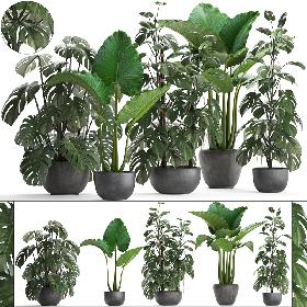 Collection Exotic plants Monstera 3D model